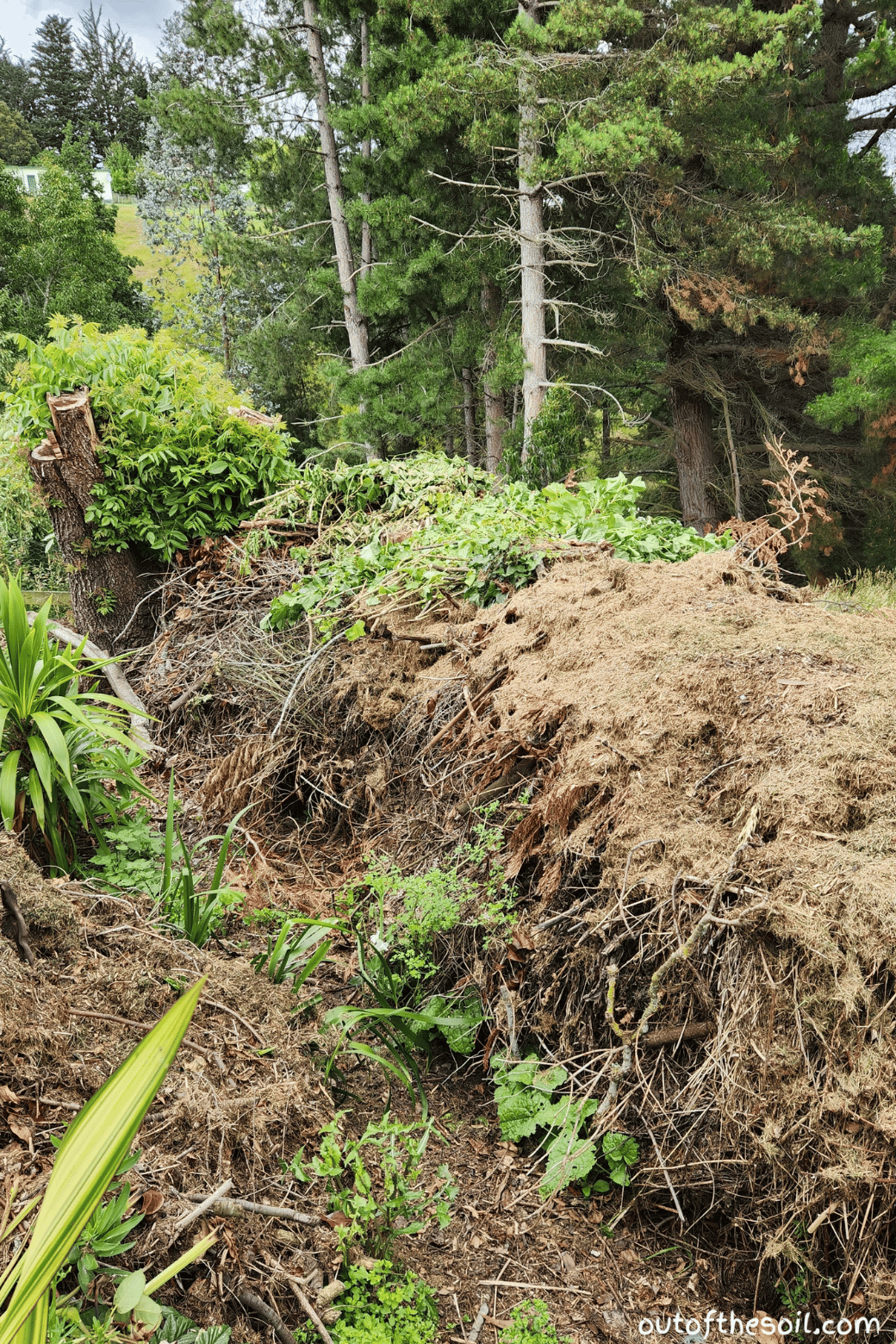 large compost pile for blackcurrant branches