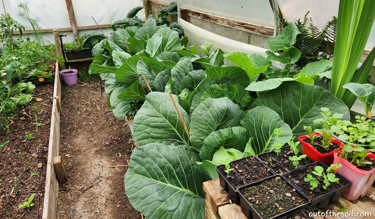 growing cabbages in a greenhouse