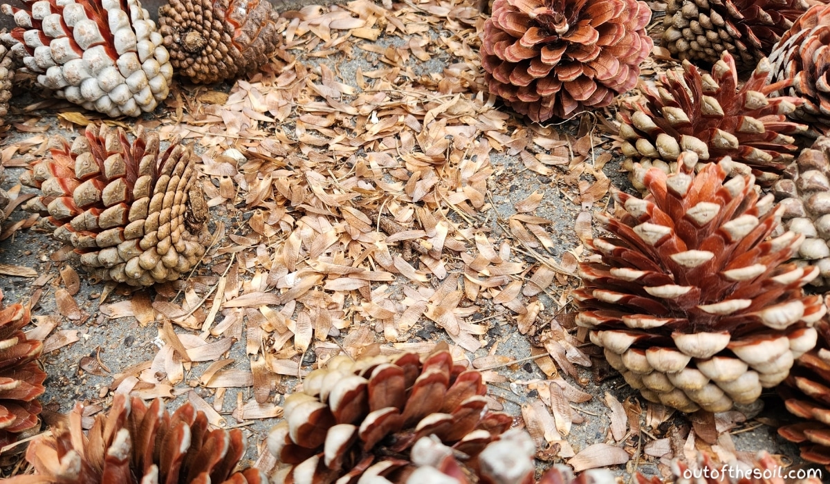 do pine cones have seeds